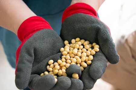 選別した大豆
