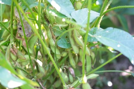 里のほほえみの枝豆