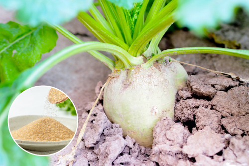 北海道産のてんさい糖